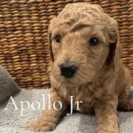 Apollo Jr - Apricot male Poodle puppy in St Augustine, Florida from St. Augustine Poodles