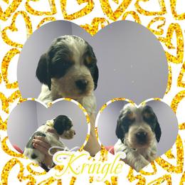 Kringle - Black white and tan male English Springer Spaniel puppy in Westover, Maryland from Sterling's springer Haven