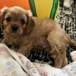 Grumpy - Ruby male Cavalier King Charles Spaniel puppy in Eatontown, New Jersey from NJ Cavalier King Charles Breeder