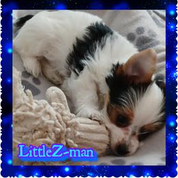 Yorkshire Terrier Puppies from Schultz Yorkies