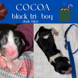 English Springer Spaniel Puppies from Stormin Pine and Prairie Springers