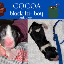 English Springer Spaniel Puppies from Stormin Pine and Prairie Springers