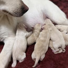 Juliet - Yellow female Labrador Retriever puppy in Sweet Home, Oregon from Knotty Creek Labradors