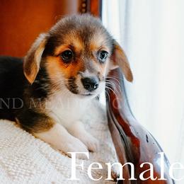 Pearl - Black and tan female Pembroke Welsh Corgi puppy in Bend, Oregon from Highland Meadow Corgis