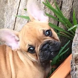 French Bulldogs from Genovese Frenchies
