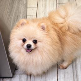 Daisy - Pomeranian