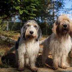 Grand Basset Griffon Vendeens from Straylight GBGV