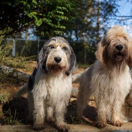 Grand Basset Griffon Vendeens from Straylight GBGV