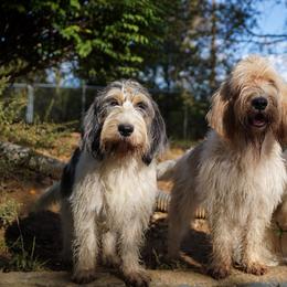 Grand Basset Griffon Vendeens from Straylight GBGV