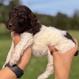 Posie (Purple Collar Female) - Parti female Poodle puppy in Jasper, Georgia from Harrington Doodles & Poodles