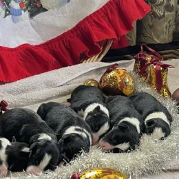 Border Collie Puppies from Jackson’s Family Farm