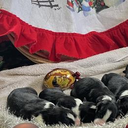 Border Collie Puppies from Jackson’s Family Farm