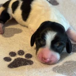 Eleanor - Piebald female Dachshund puppy in Staley, North Carolina from Langley Farms Dachshunds