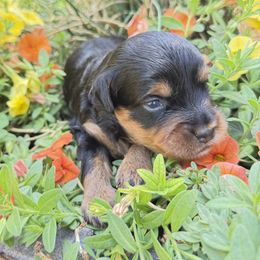 Aussiedoodle and Miniature Australian Shepherd Puppies from Saguaro Jasper Aussiedoodles
