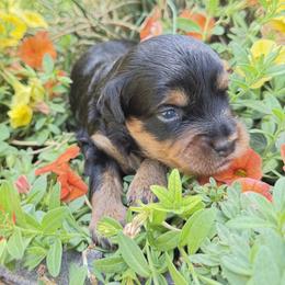 Aussiedoodle and Miniature Australian Shepherd Puppies from Saguaro Jasper Aussiedoodles