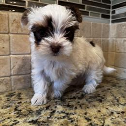 Duke - Chocolate, tan and white male Yorkshire Terrier puppy in Essexville, Michigan from John's Yorkshire Terriers