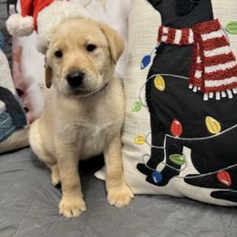 Blue - Labrador Retriever puppy from Morrison Labrador Retreivers