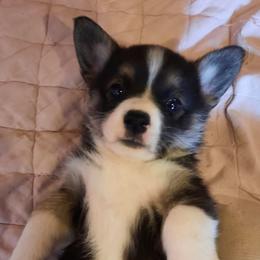 Pembroke Welsh Corgis from Salmon River Pembroke Welsh Corgis