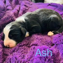 Ash - Black & white male Australian Shepherd puppy in Charlotte, North Carolina from Awesome Aussies