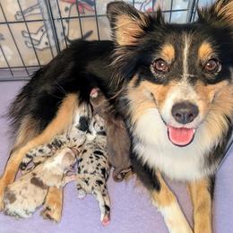 Miniature American Shepherd puppies from Trailside Mini Aussies