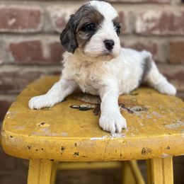 Cavapoo, Cockapoo, Goldendoodle, and Poodle Puppies from Lipscomb Doodles
