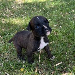 Boxer Puppies from Ally’s Boxer Pups