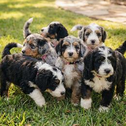 Bernedoodle puppies from Pyper Bernedoodles SATX