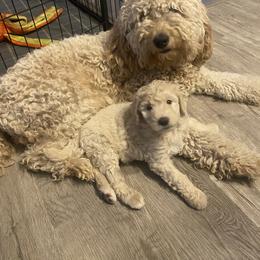 Goldendoodle Puppies from Jake Keck