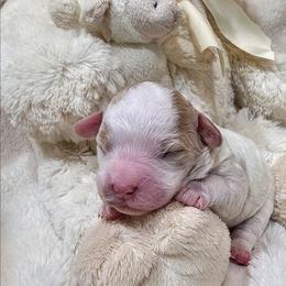 Opal - Blenheim female Cavapoo puppy in Casa Grande, Arizona from Curls and Camo Pups