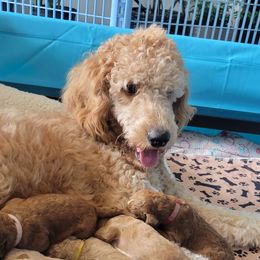 French Bulldog and Goldendoodle Puppies from Good Vibes Puppies