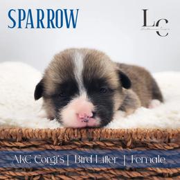 Sparrow - Sable female Pembroke Welsh Corgi puppy in Pine Village, Indiana from NL Horsemanship