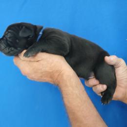 Blue collar - Black male Cane Corso puppy in Los Lunas, New Mexico from Top Gun Kennels NM