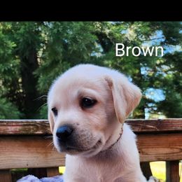 Brown collar - Yellow male Labrador Retriever puppy in Mossyrock, Washington from White River Labradors