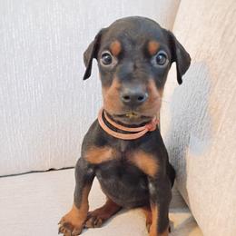 Girl 1 - Black and rust female Doberman Pinscher puppy in New Haven, Indiana from Mjolnir Dobermans