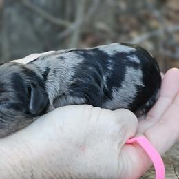 Jada - Merle female Cockapoo puppy in Louisburg, North Carolina from Raven Oak's Mini Cockapoos