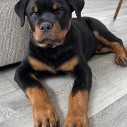 Rottweiler Puppies from Von Haus Roman Rottweilers