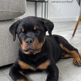 Rottweiler Puppies from Von Haus Roman Rottweilers