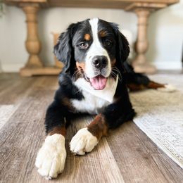 Raleigh - Bernedoodle
