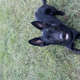 Bera - German Shepherd