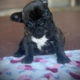 Yellow (Honey) - Brindle female French Bulldog puppy in Rochester, Washington from Frenchie Bulldog Kisses
