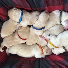 Labrador Retriever Puppies from Black Bell Farm and Labrador Retrievers