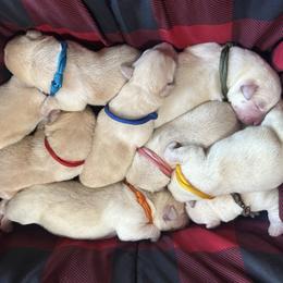 Labrador Retriever Puppies from Black Bell Farm and Labrador Retrievers