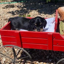 Pepe AKC full rights - Black and tan male Dachshund puppy in Elizabethtown, Kentucky from Teeny Tiny Puppy Tails
