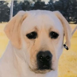 Trudy - Labrador Retriever