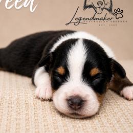 Creed - Black tri male Miniature American Shepherd puppy in Leitchfield, Kentucky from Legendmaker MAS
