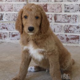 Oakley - Apricot male Goldendoodle puppy in Ovilla, Texas from Osgood Doodles