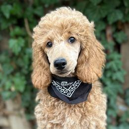 Ivan - Male - Moyen - AKC Poodle - Cream Poodle puppy in Caldwell, Idaho from Funny Farm Poodles & Doodles