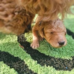 MAPLE - Apricot female Goldendoodle puppy in Harris County, Texas from Cute & Curly Doodles