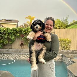 Bernedoodle, Bernese Mountain Dog, and Golden Retriever Puppies from Mercy Mountain Bernedoodles