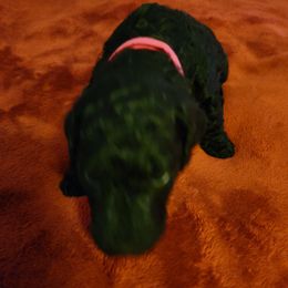 Girl 2 - Goldendoodle puppy in Odell, Nebraska from Kat and Kadoodles